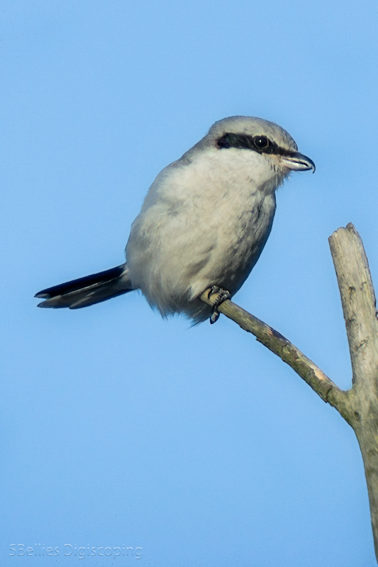 Great Grey Shrike