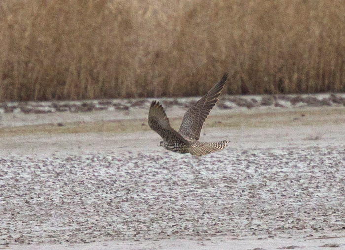 Gyr