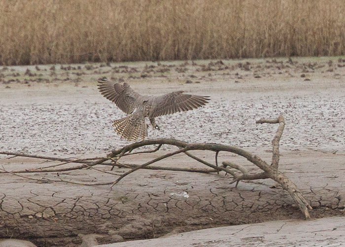 Gyr