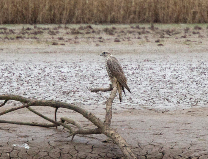 Gyr