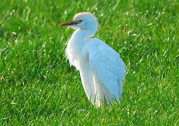 Cattle Egret