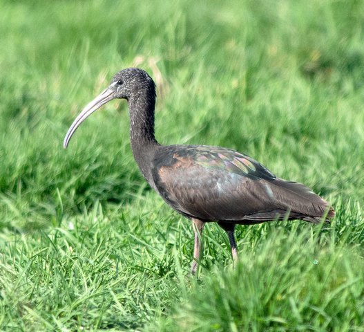 Glossy Ibis