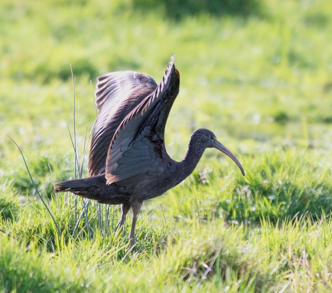 Glossy Ibis