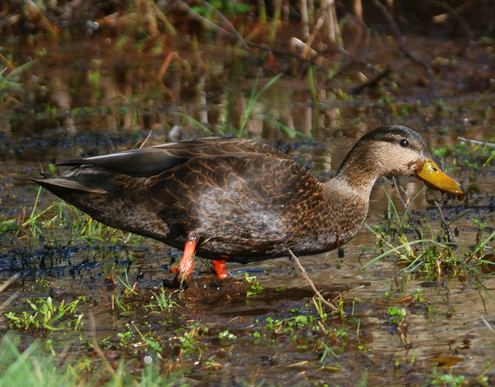 Black Duck