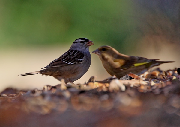 White-crowned Sparrow