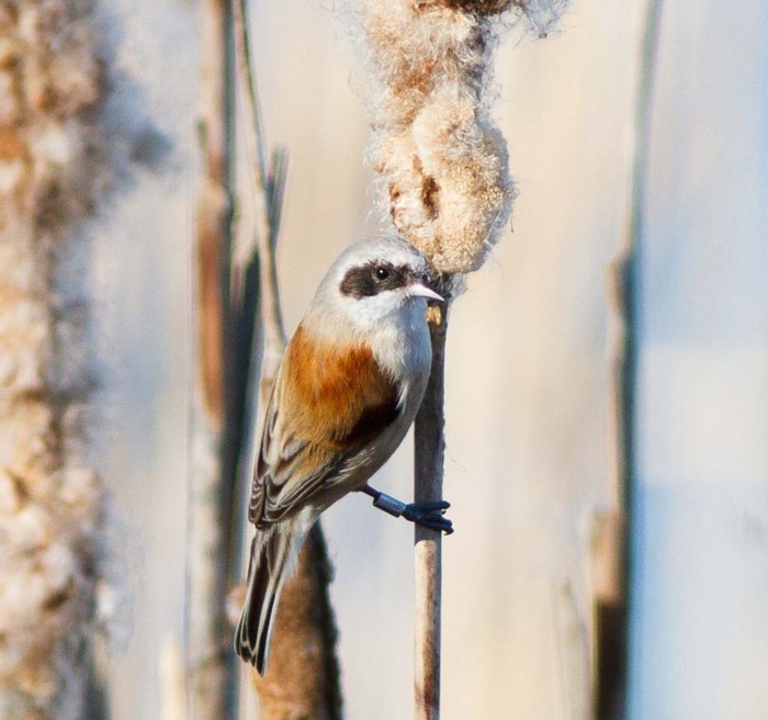 Penduline Tit