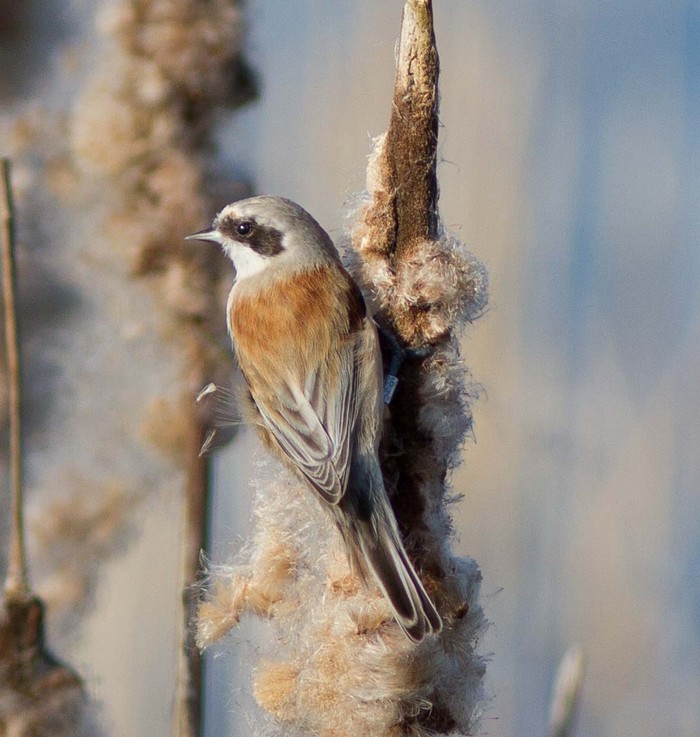 Penduline Tit