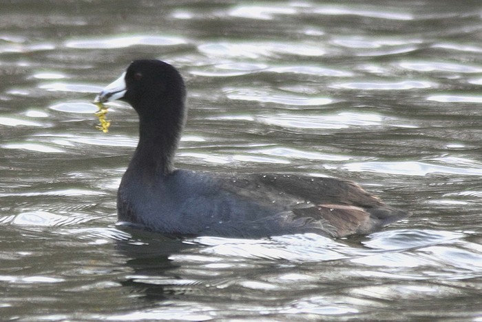 American Coot