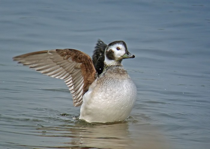 Long-tailed Duck
