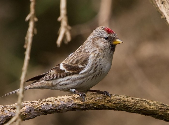 Mealy Redpoll
