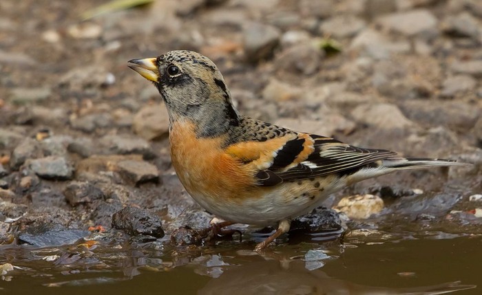 Brambling