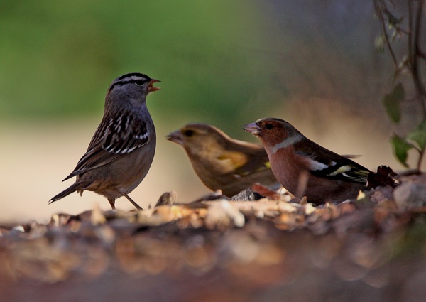 White-crowned Sparrow