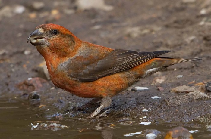 Crossbill