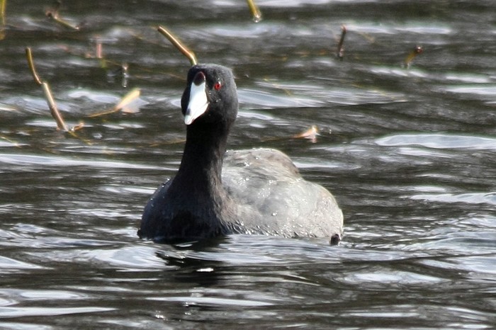 American Coot