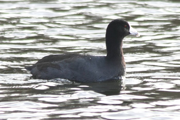 American Coot