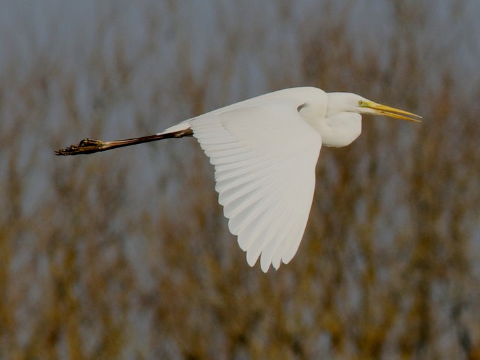 Great White Egret