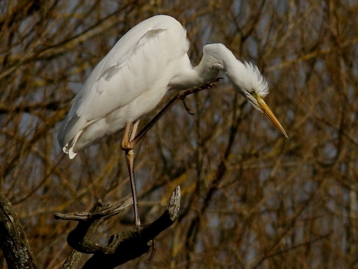 Great White Egret