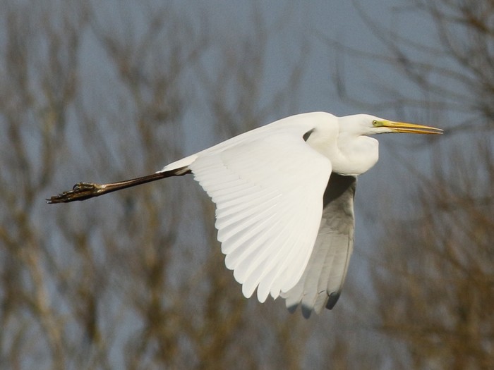 Great White Egret