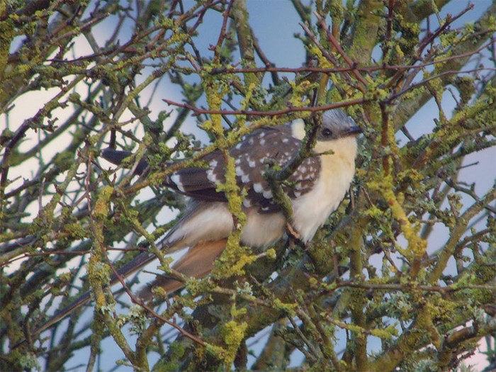 Great Spotted Cuckoo