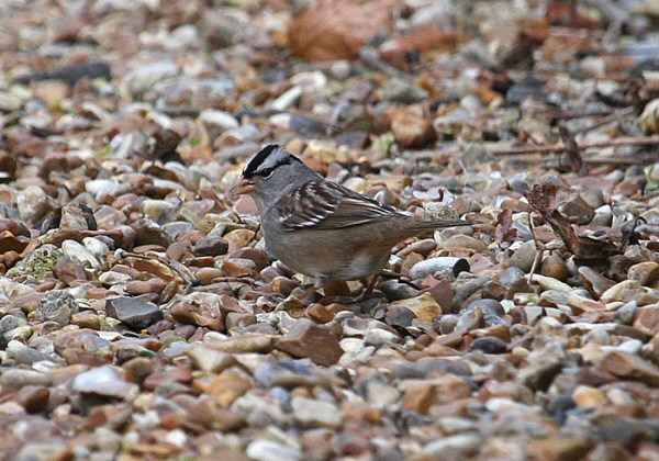 White-crowned Sparrow