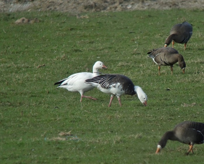 Lesser Snow Goose