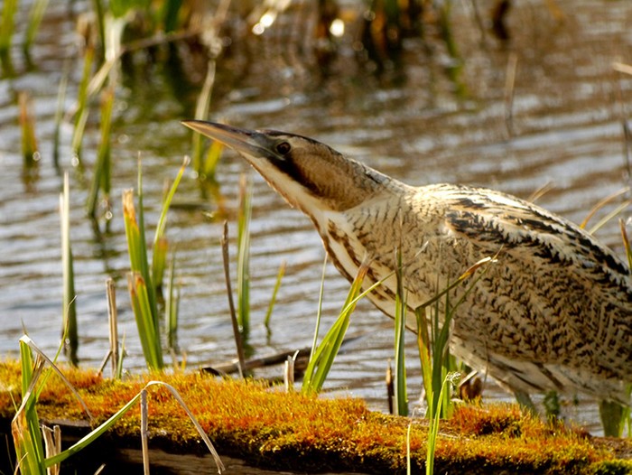 Bittern
