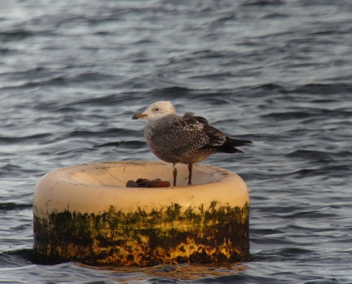 American Herring Gull