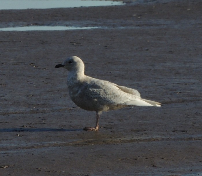 Iceland Gull