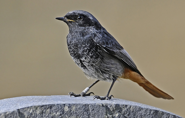 Black Redstart