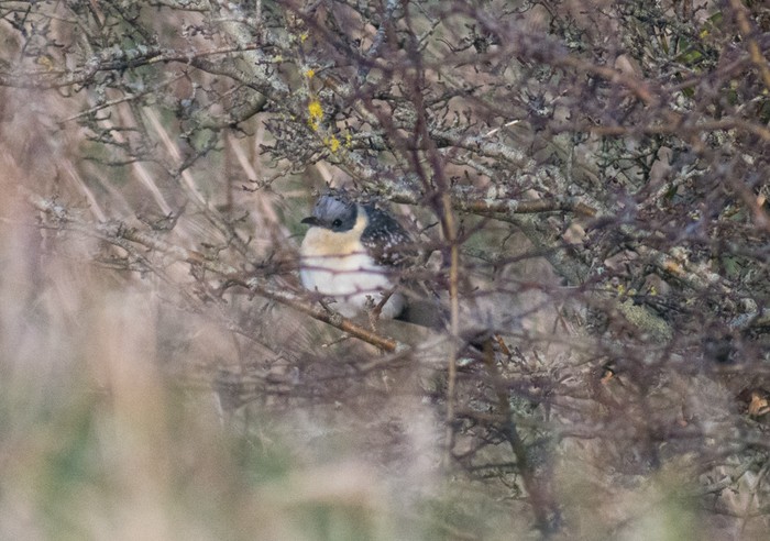 Great Spotted Cuckoo