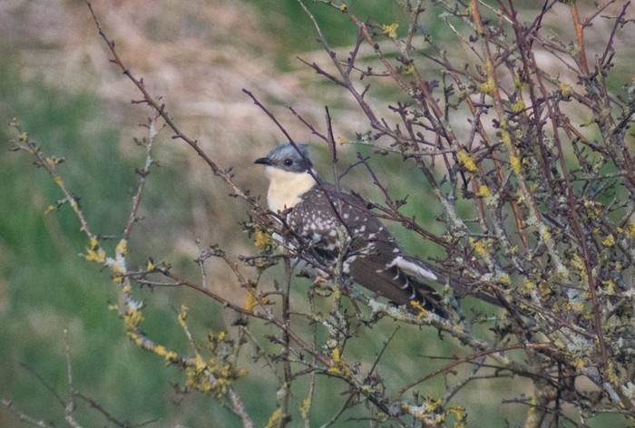 Great Spotted Cuckoo
