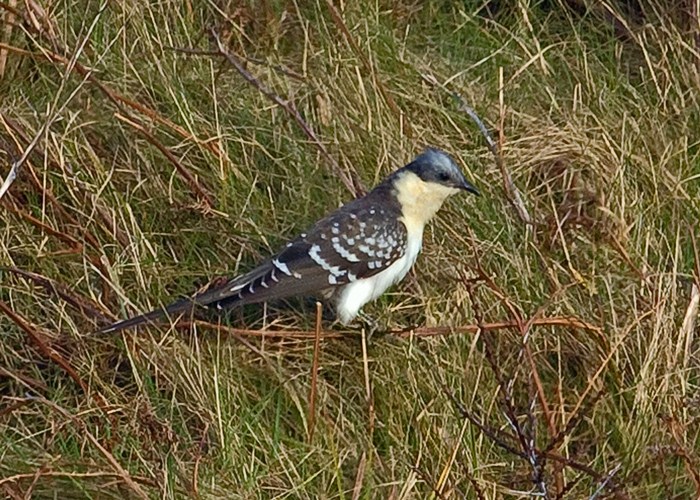 Great Spotted Cuckoo