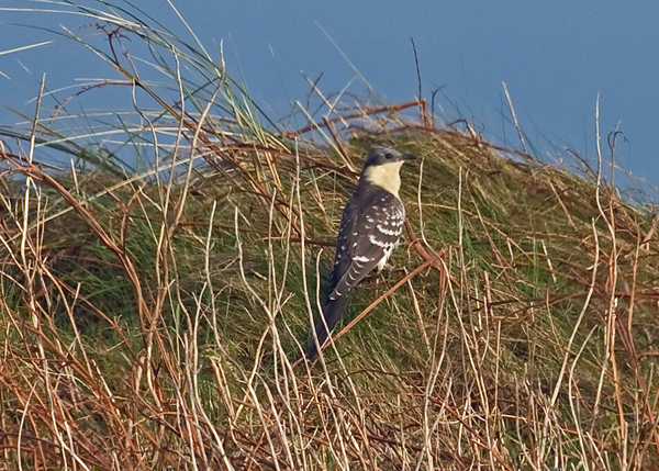 Great Spotted Cuckoo