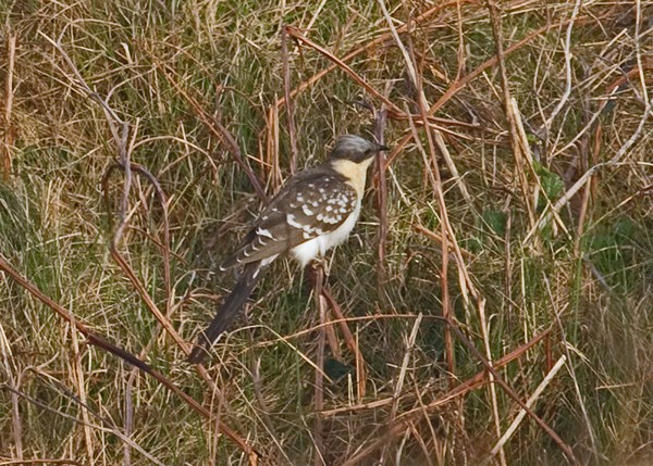 Great Spotted Cuckoo