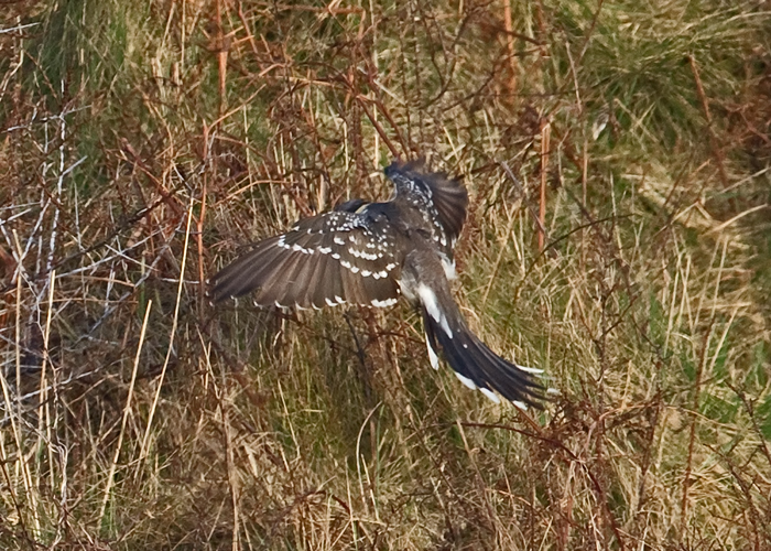 Great Spotted Cuckoo