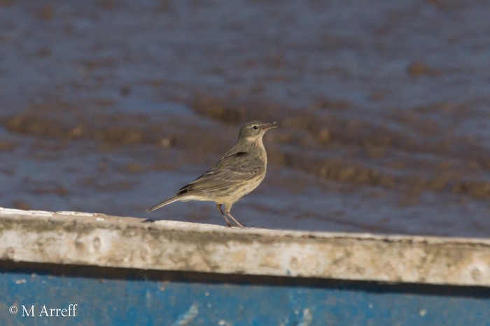 Scandinavian Rock Pipit