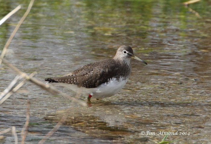 Green Sandpiper