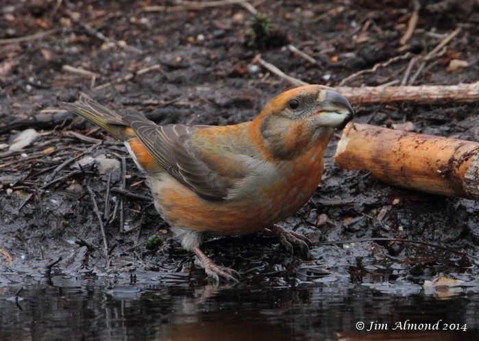 Parrot Crossbill