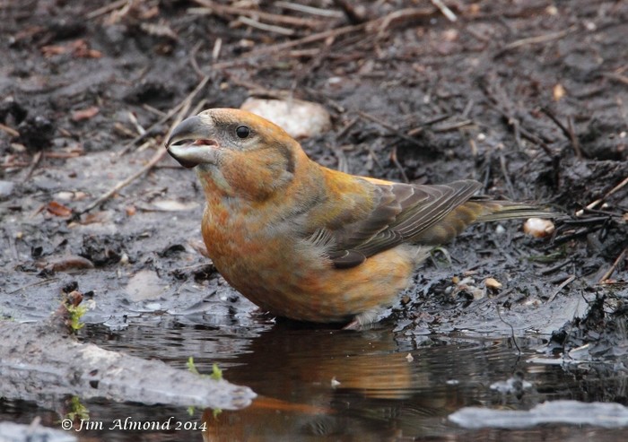 Parrot Crossbill
