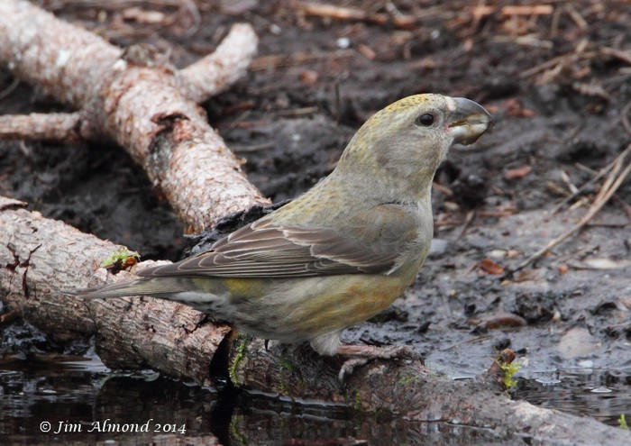 Parrot Crossbill