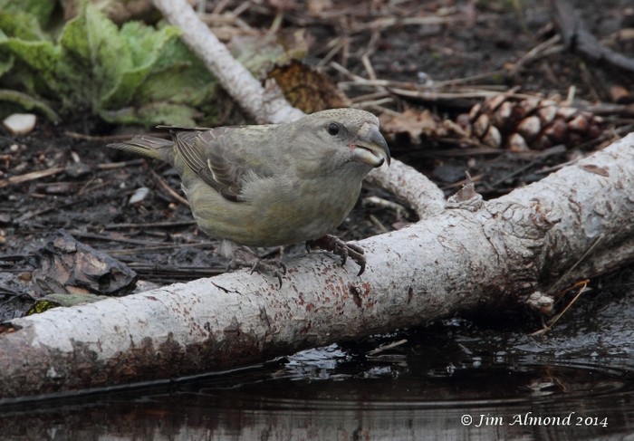 Parrot Crossbill