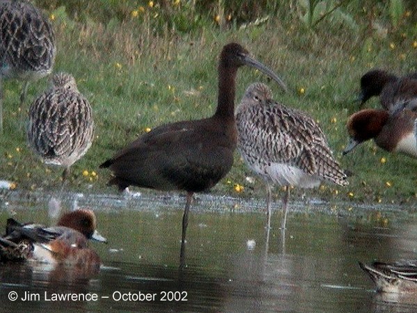 Glossy Ibis