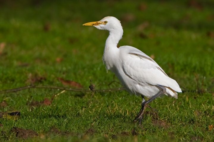 Cattle Egret