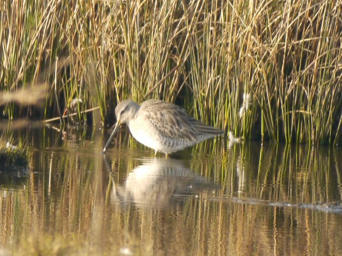 Long-billed Dowitcher