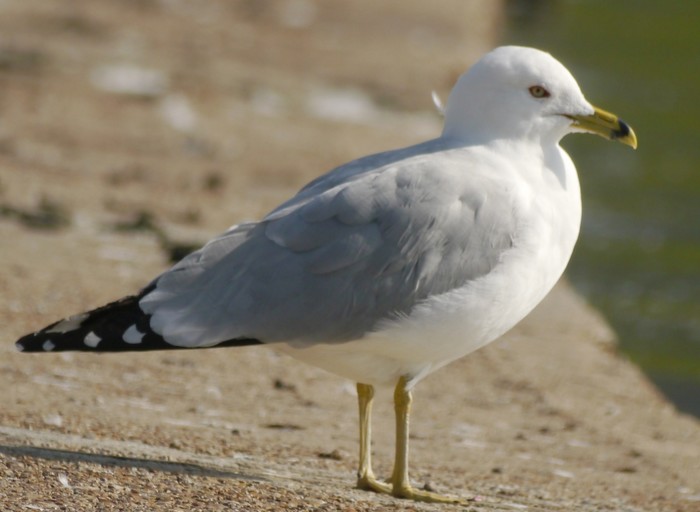 Ring-billed Gull