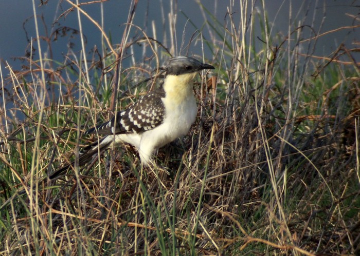 Great Spotted Cuckoo