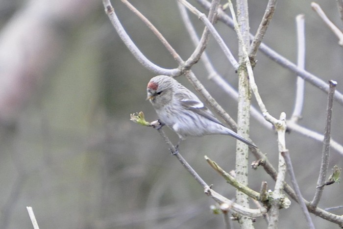 Coues's Arctic Redpoll