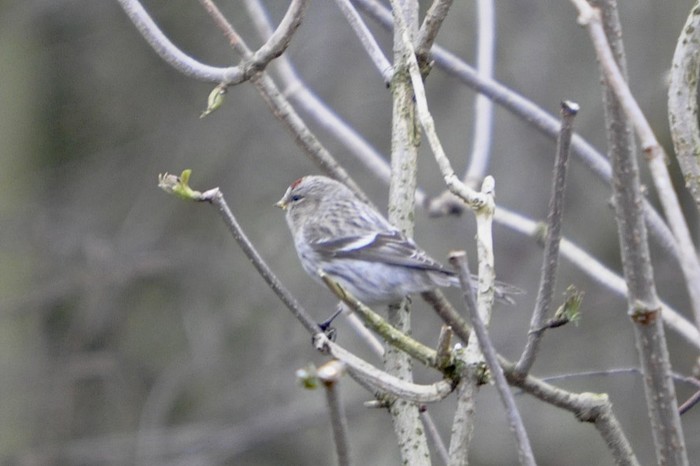 Coues's Arctic Redpoll