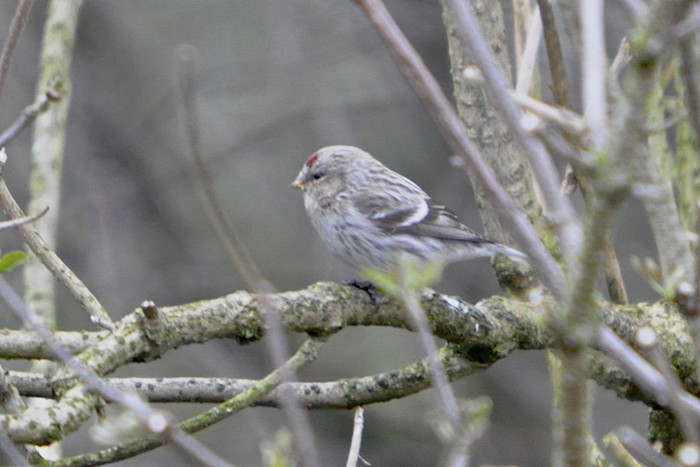 Coues's Arctic Redpoll
