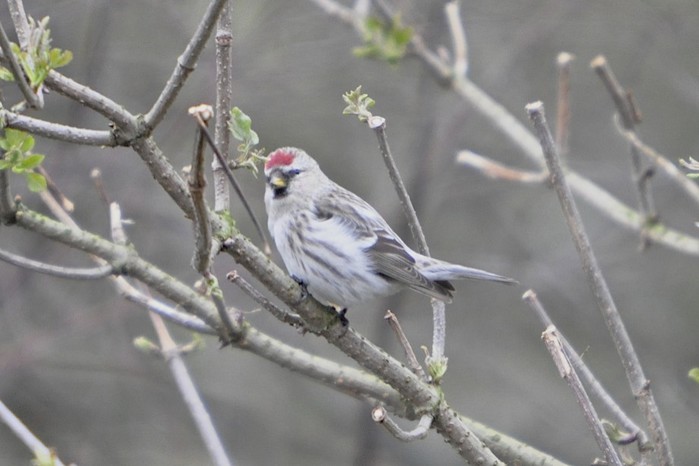 Mealy Redpoll